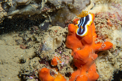 Chromodoris africana