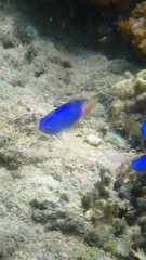 Pomacentrus coelestis
