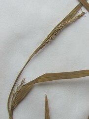 Carex digitalis digitalis