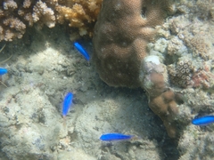 Pomacentrus coelestis