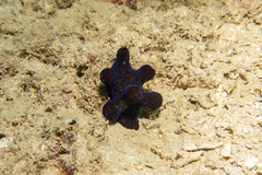 Coriocella nigra