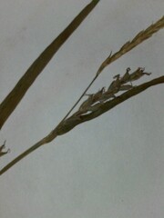 Carex digitalis digitalis