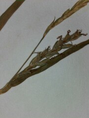 Carex digitalis digitalis