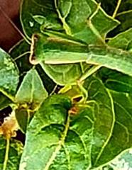 Orthodera ministralis
