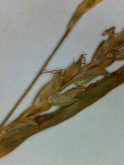 Carex digitalis digitalis