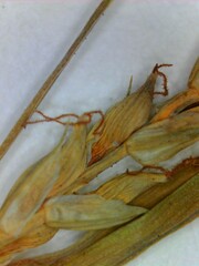 Carex digitalis digitalis