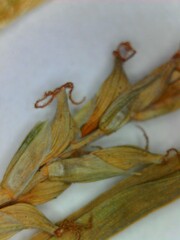 Carex digitalis digitalis