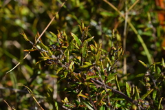 Gaultheria macrostigma