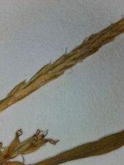 Carex digitalis digitalis