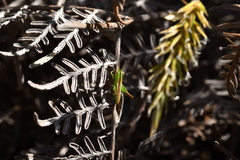 Conocephalus bilineatus