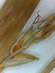 Carex digitalis digitalis