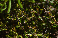 Gaultheria macrostigma