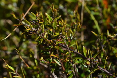 Gaultheria macrostigma