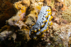Phyllidia coelestis