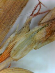 Carex digitalis digitalis