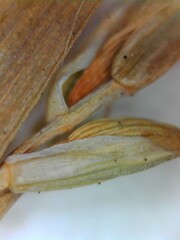 Carex digitalis digitalis