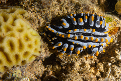 Phyllidia varicosa