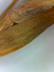 Carex digitalis digitalis