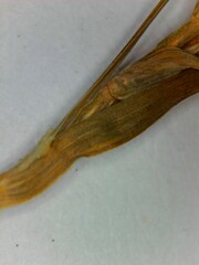 Carex digitalis digitalis