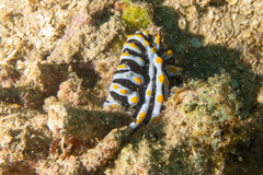 Phyllidia varicosa