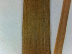 Carex digitalis digitalis