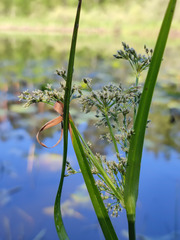 Scirpus radicans