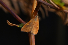 Mnesictena flavidalis
