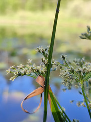 Scirpus radicans