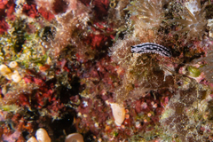Phyllidiella