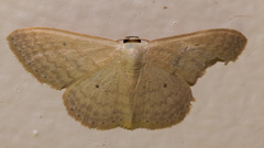 Scopula optivata