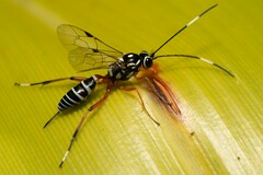 Glabridorsum stokesii