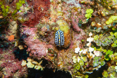 Phyllidia varicosa