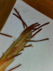 Carex digitalis digitalis