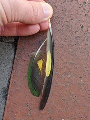 Trichoglossus moluccanus