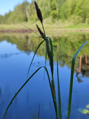 Carex aquatilis