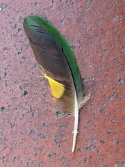 Trichoglossus moluccanus