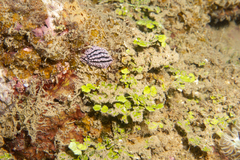 Phyllidiopsis krempfi
