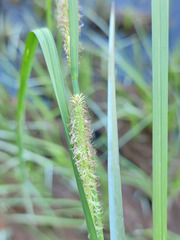 Carex aquatilis
