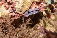 Phyllidiopsis shireenae
