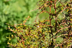 Coprosma rugosa