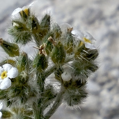 Johnstonella holoptera