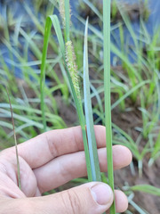 Carex aquatilis