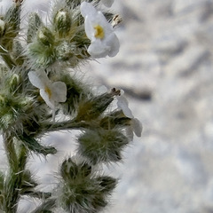 Johnstonella holoptera