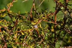 Coprosma rugosa