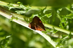 Mnesictena flavidalis