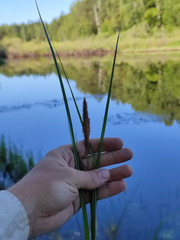 Carex aquatilis