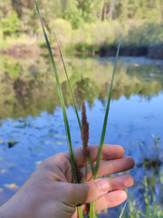 Carex aquatilis