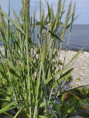 Elymus woroschilowii