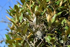 Olearia avicenniifolia