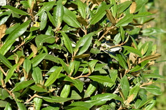 Olearia avicenniifolia